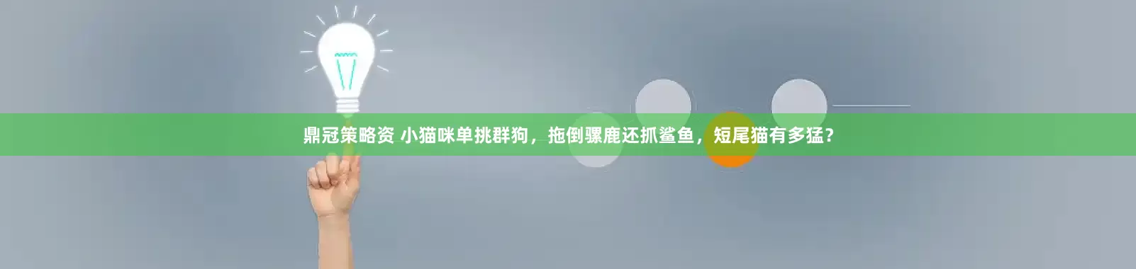 鼎冠策略资 小猫咪单挑群狗，拖倒骡鹿还抓鲨鱼，短尾猫有多猛？